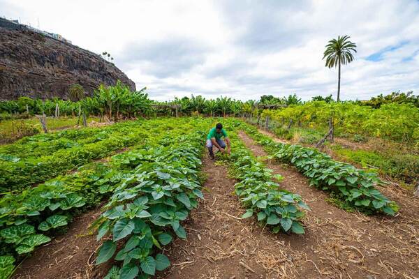 La Gomera abre la convocatoria para el uso y explotación de los huertos sociales