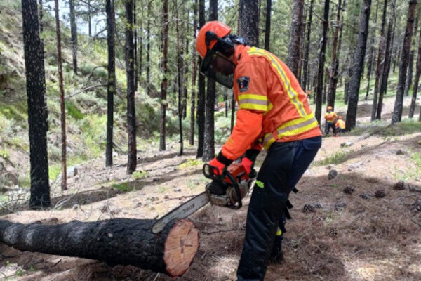 Personal de Protección Civil de Telde se forma en un curso de manejo y mantenimiento de motosierra