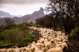 Un nuevo paso en el camino: Belén y José Francisco Mendoza Vega ponen rostro al futuro de la trashumancia en Gran Canaria